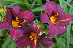 Лилейник «Чоколейт Кэнди (Chocolate Candy)»